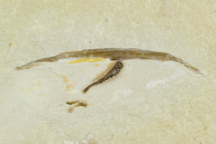 Unidentified Cretaceous Fossil Soft Bodied Cephalopod - Lebanon #124016